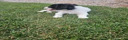 Mixed Breed dogs for sale: Rory - Ad 3