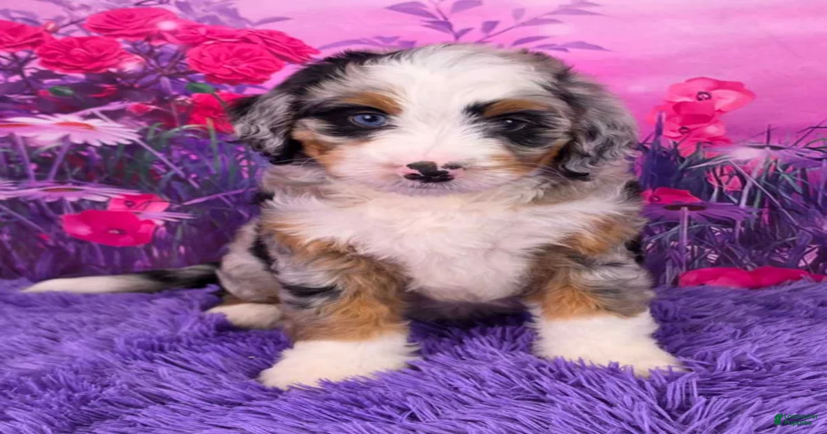 Baylee Mini Bernedoodle for sale in Sugarcreek | Lancaster Puppies