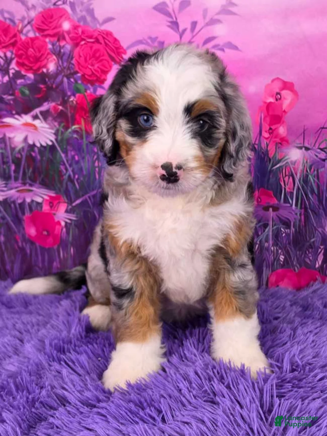 Mini Bernedoodle dogs for sale: Baylee - Ad 1