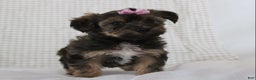 Yorkiepoo dogs for sale: Angel - Ad 4