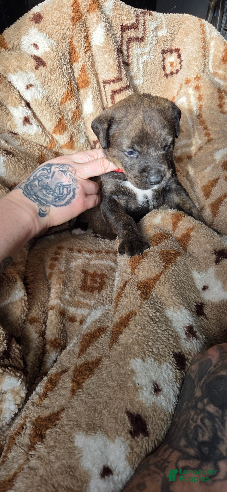 Mixed Breed dogs Rebel - Ad 2