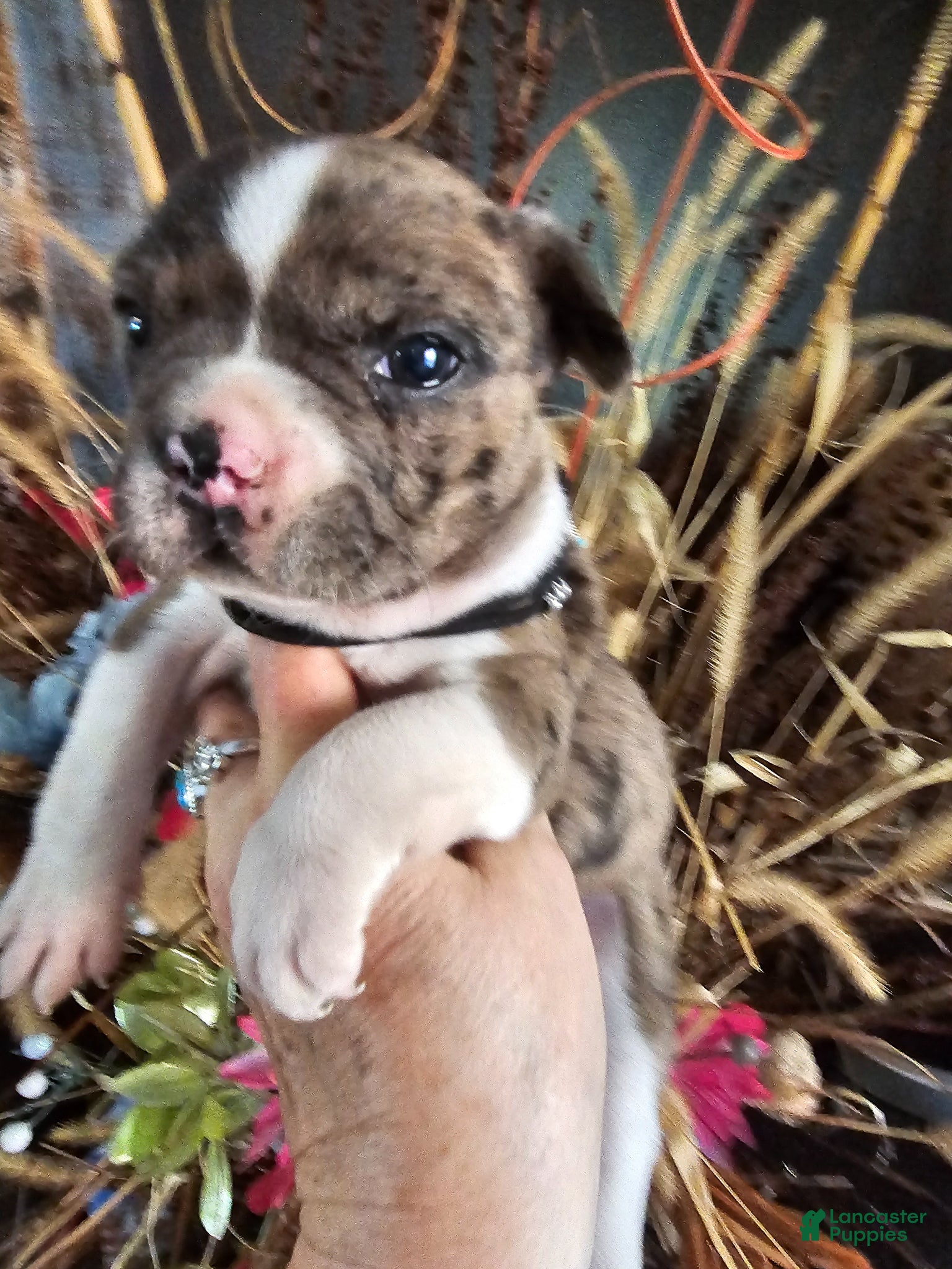 Mixed Breed dogs for sale: Lacey..French bulldog Chihuahua mix  - Ad 1