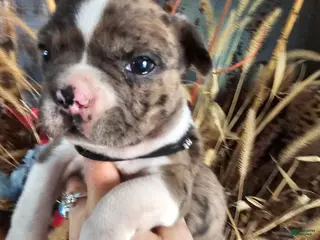 Mixed Breed dogs for sale: Lacey..French bulldog Chihuahua mix - Ad 1