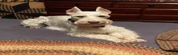Miniature Schnauzer dogs for sale: Jojo - Ad 3