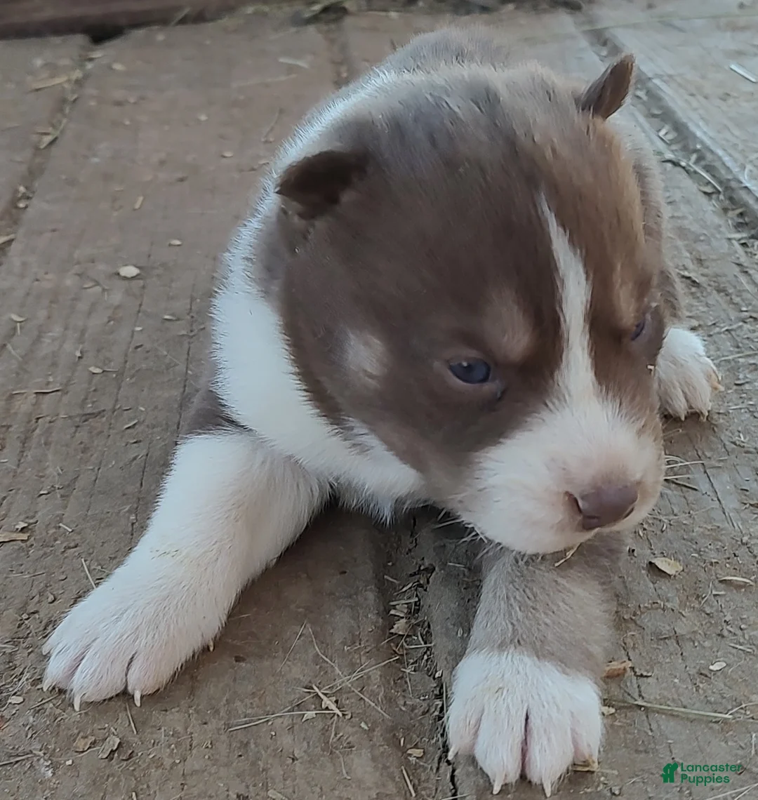 Siberian Husky dogs for sale: Siberian Husky Puppy 1 - Ad 10