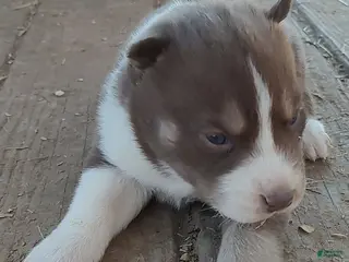 Siberian Husky dogs Siberian Husky Puppy 1 - Ad 6