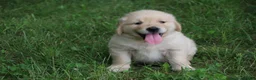 Golden Retriever dogs for sale: Golden Retriever 2 - Ad 5