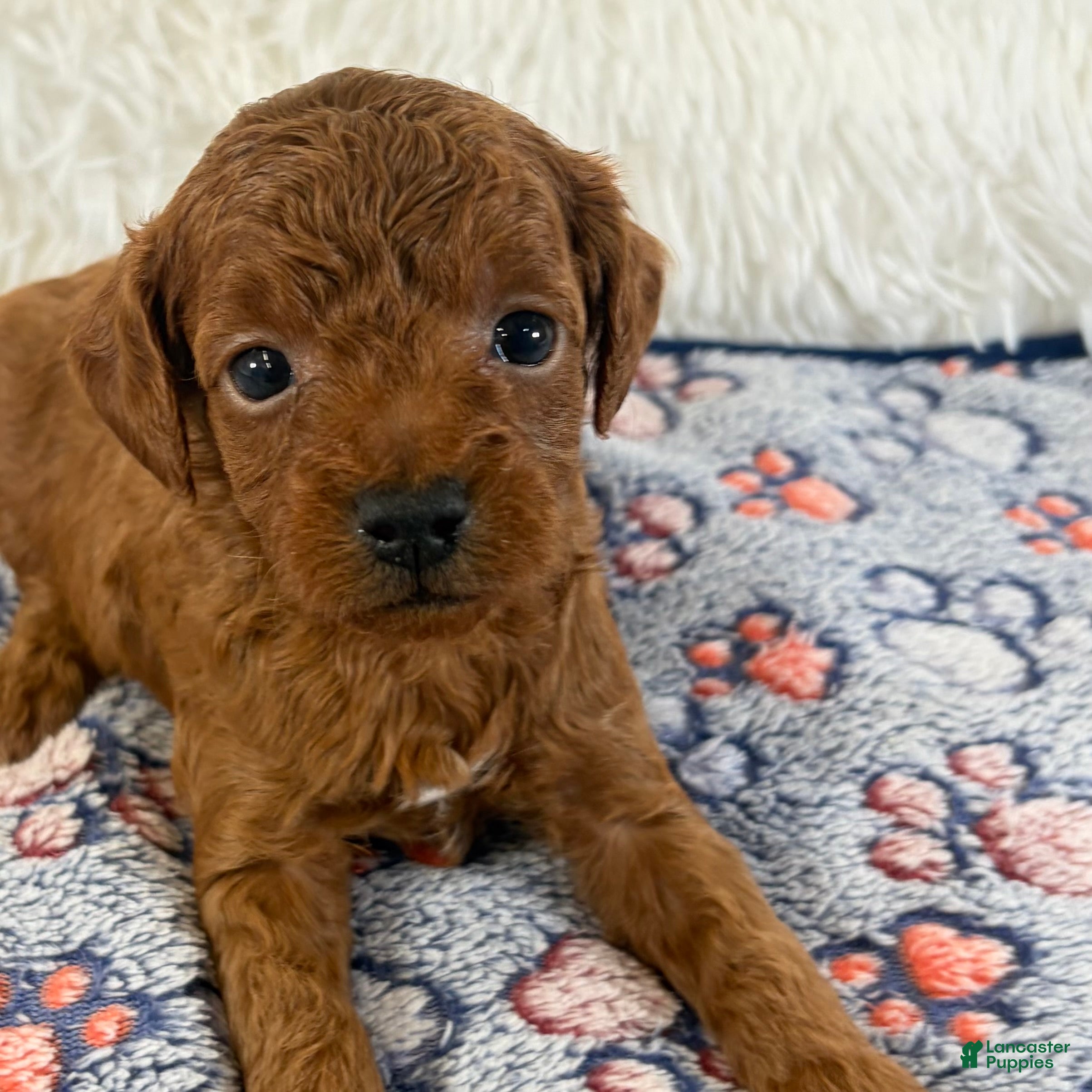 Shihpoo dogs for sale: Enzo F1B Shihpoo  - Ad 1