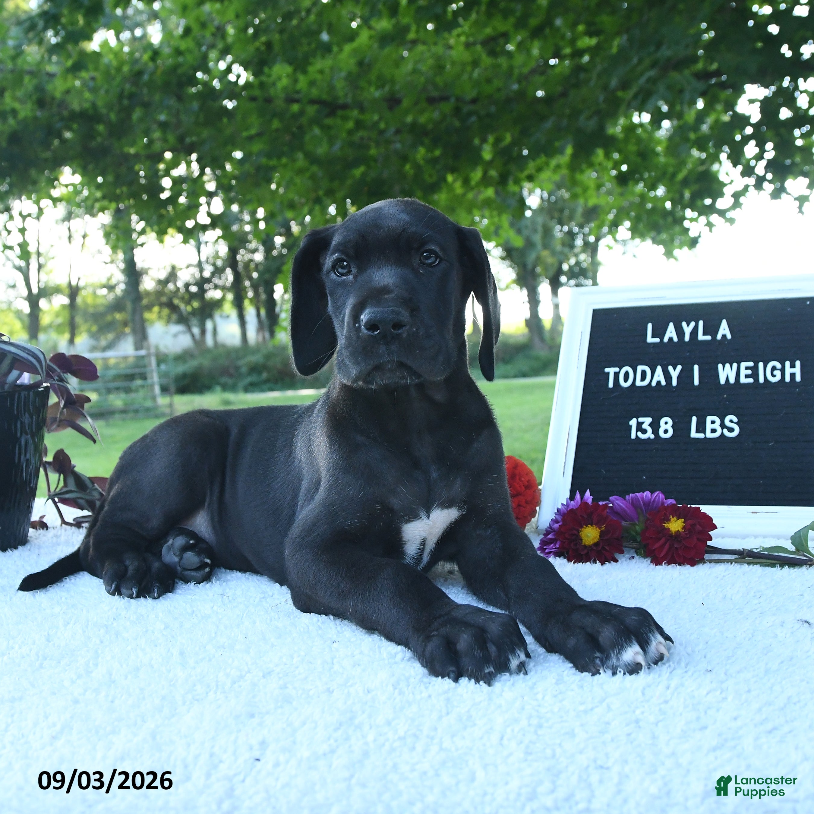 Great Dane dogs Layla - Ad 2