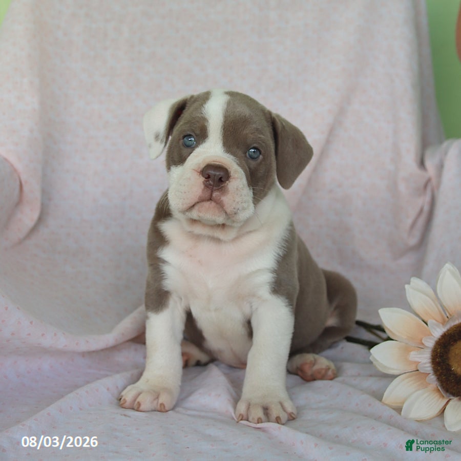 Olde English Bulldogge dogs Lolipop - Ad 1