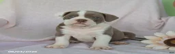 Olde English Bulldogge dogs for sale: Lolipop - Ad 1