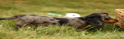 Miniature Dachshund dogs for sale: BAILEY - Ad 3
