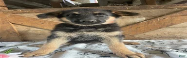 Nova