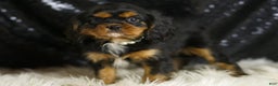Cavalier King Charles Spaniel dogs for sale: Valentino - Ad 4