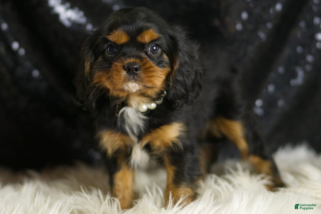 Cavalier King Charles Spaniel dogs for sale: Valentino - Ad 4