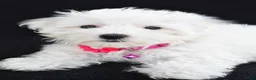 Maltese dogs for sale: Allie - Ad 5