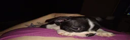 Boston Terrier dogs for sale: Sister Bear Boston Terrier 6 - Ad 2