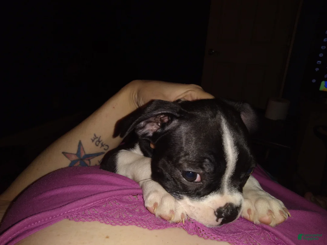 Boston Terrier dogs for sale: Sister Bear Boston Terrier 6 - Ad 2