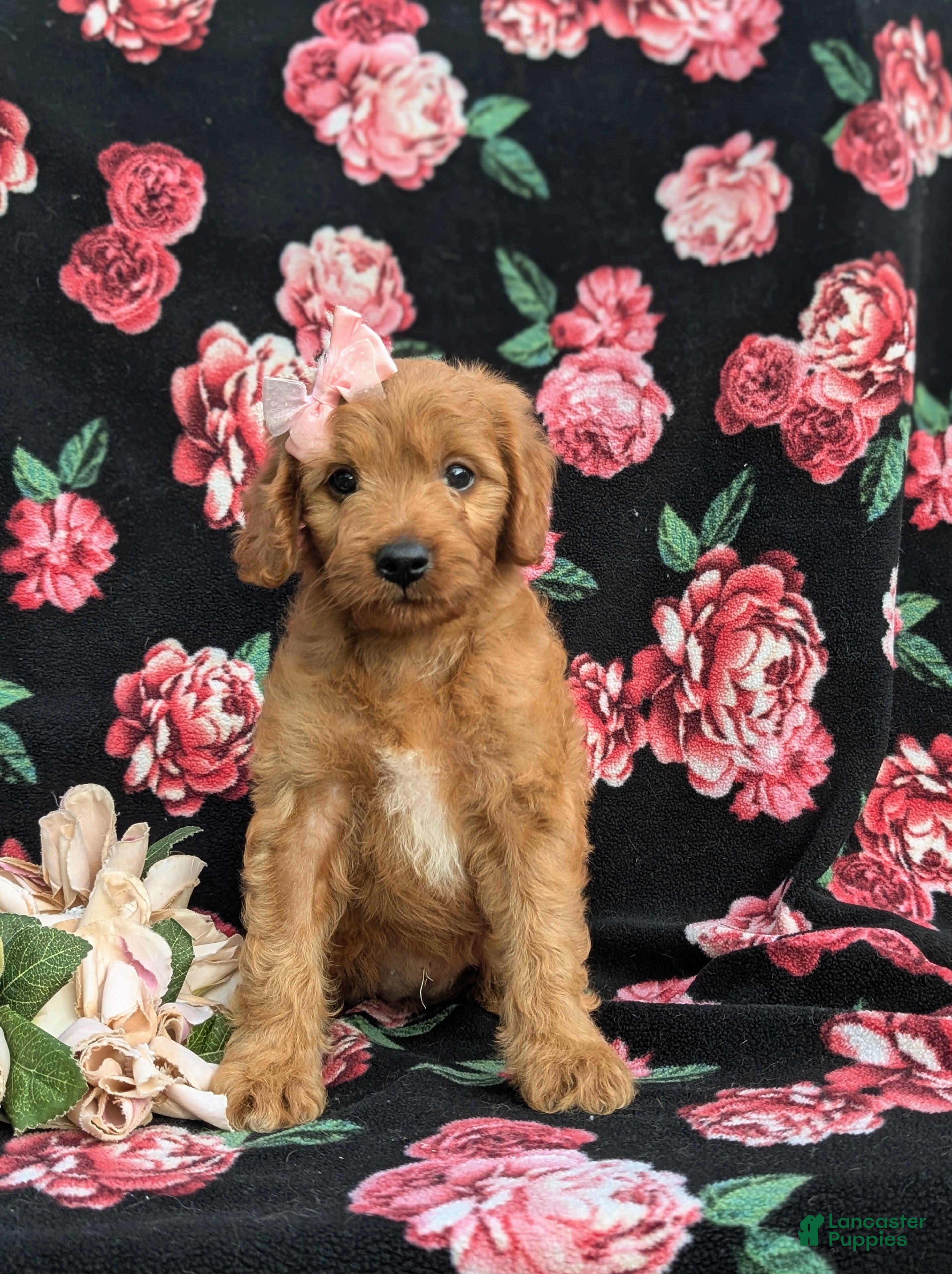 Cavapoo dogs Adrianna Hypoallergenic - Ad 2