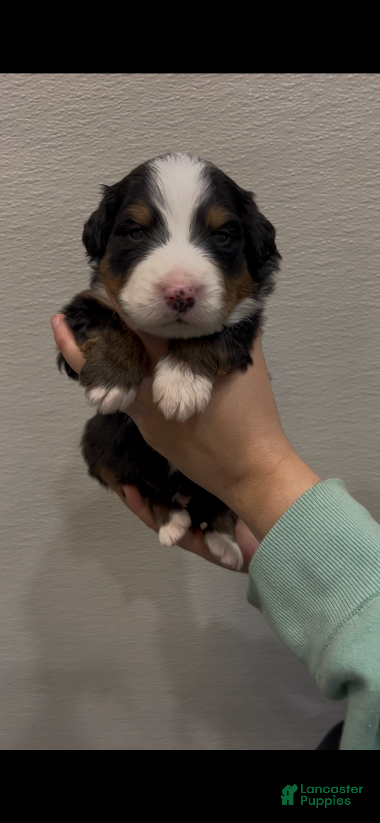 Bernese Mountain Dog dogs Bernese Mountain Dog Puppy 7 - Ad 3
