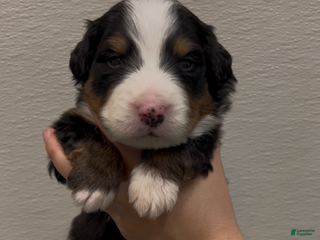 Bernese Mountain Dog dogs Bernese Mountain Dog Puppy 7 - Ad 3