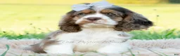Cocker Spaniel dogs for sale: Freya - Ad 2