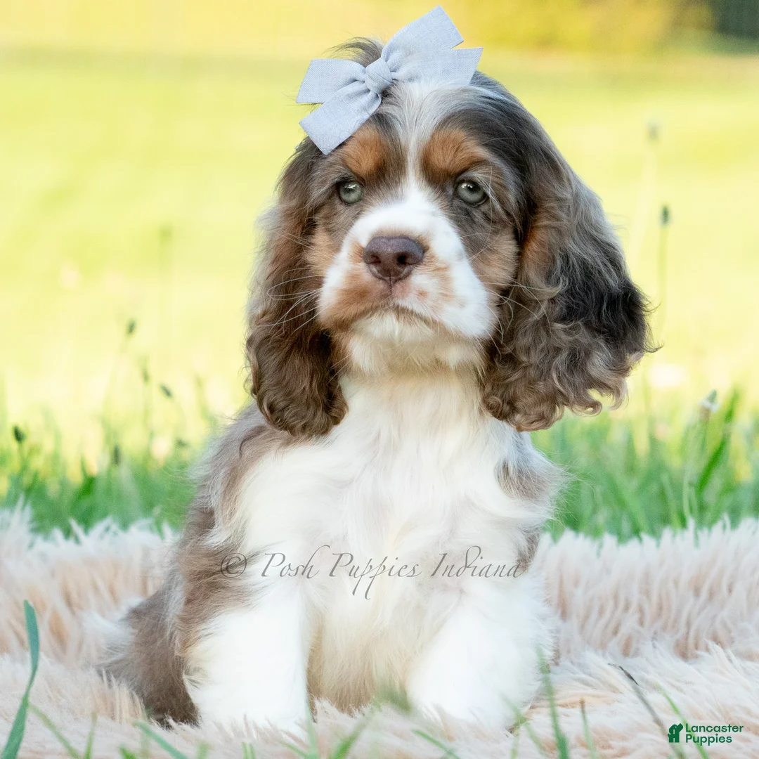 Cocker Spaniel dogs for sale: Freya - Ad 2