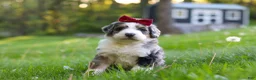Bernedoodle dogs for sale: Dolly - Ad 7