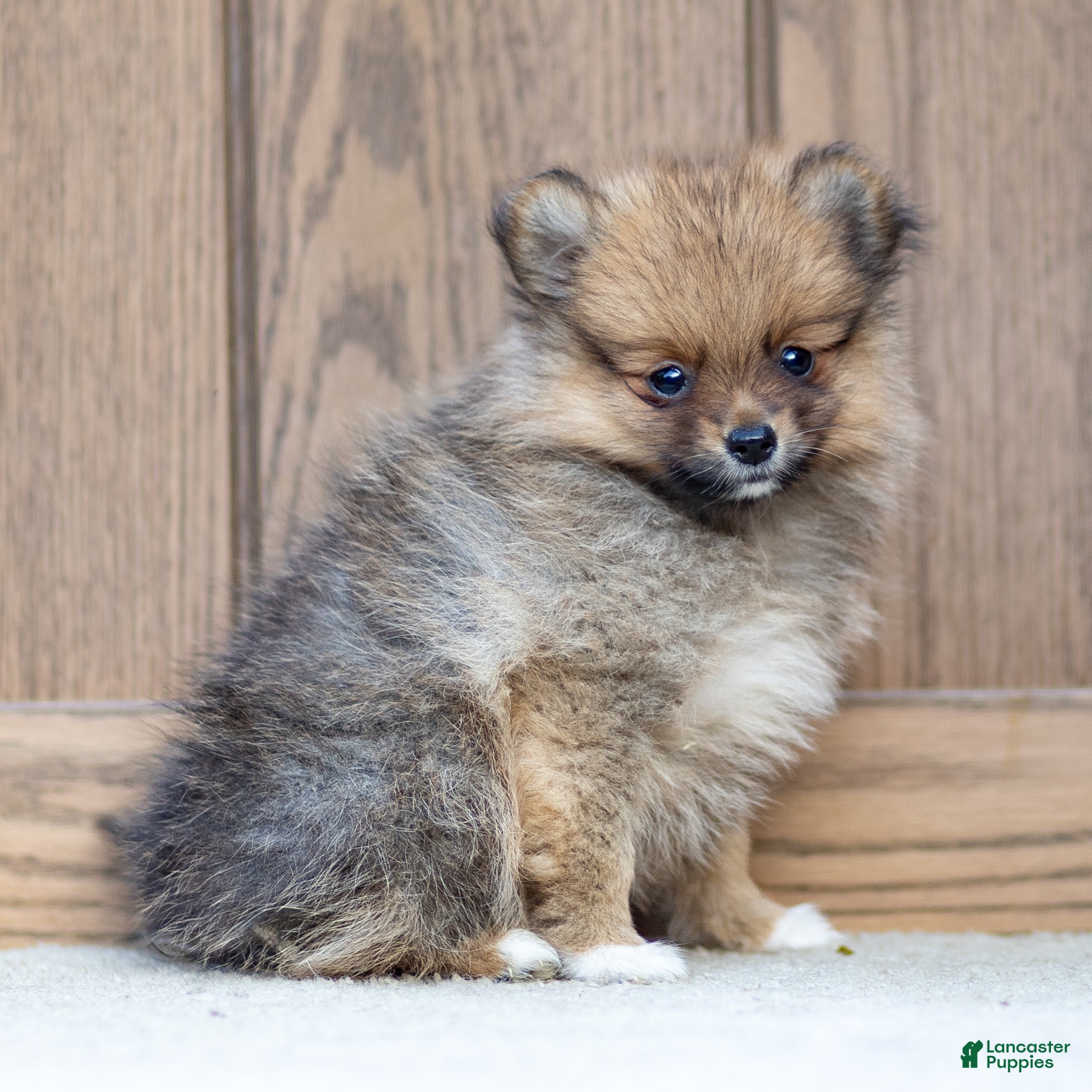 Pomeranian dogs Ashley - Ad 2