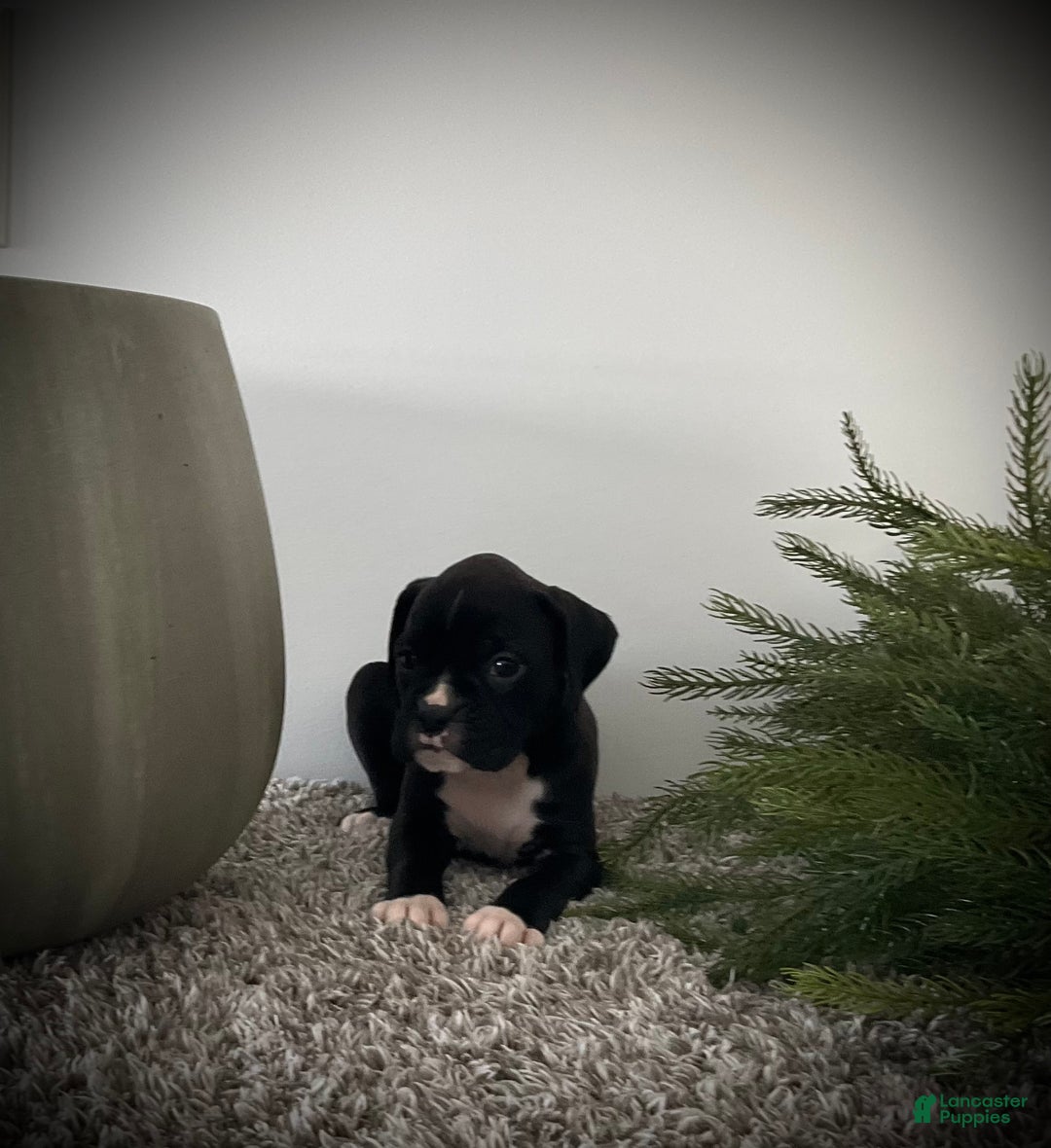 Dog Adoptable - Breezy an Shepherd Border Collie Dog in Warren, RI |  Petfinder, image size:1080x1180