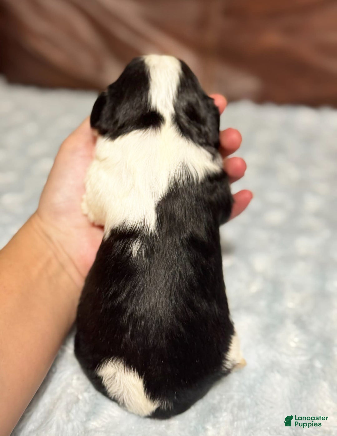 Cavalier King Charles Spaniel dogs for sale: Charlie  - Ad 5