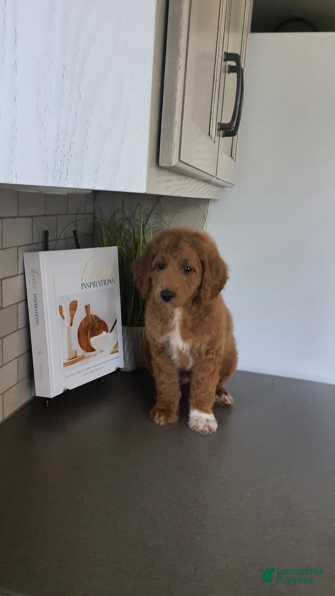Mini Goldendoodle dogs for sale: Mini Goldendoodle 1 - Ad 1