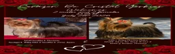 Yorkshire Terrier dogs for sale: Orange  - Ad 5