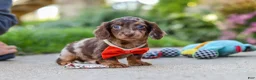 Miniature Dachshund dogs for sale: Benson - Ad 20