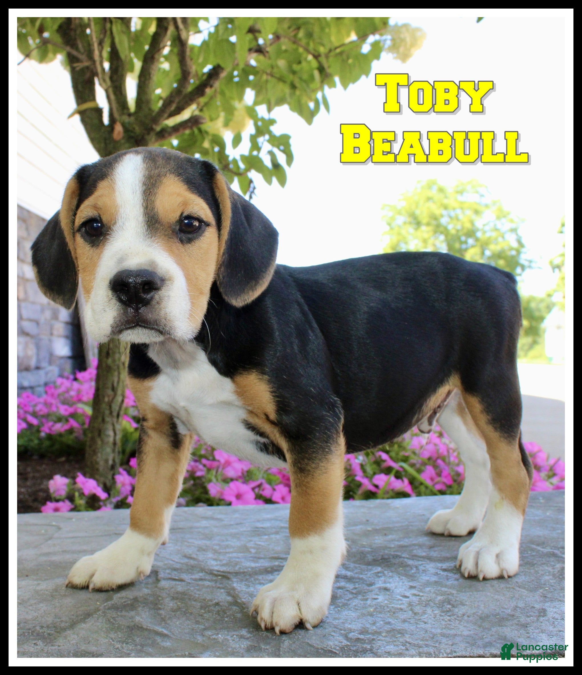 Beabull dogs Toby - Ad 1