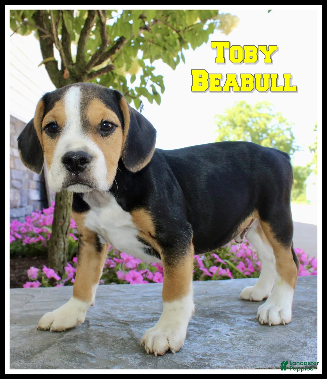 Beabull dogs for sale: Toby - Ad 1