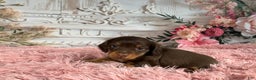 Miniature Dachshund dogs for sale: AKC-Porter - Ad 1