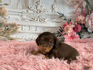 Miniature Dachshund dogs AKC-Porter - Ad 30