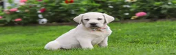 Labrador Retriever dogs for sale: Barbie - Ad 3