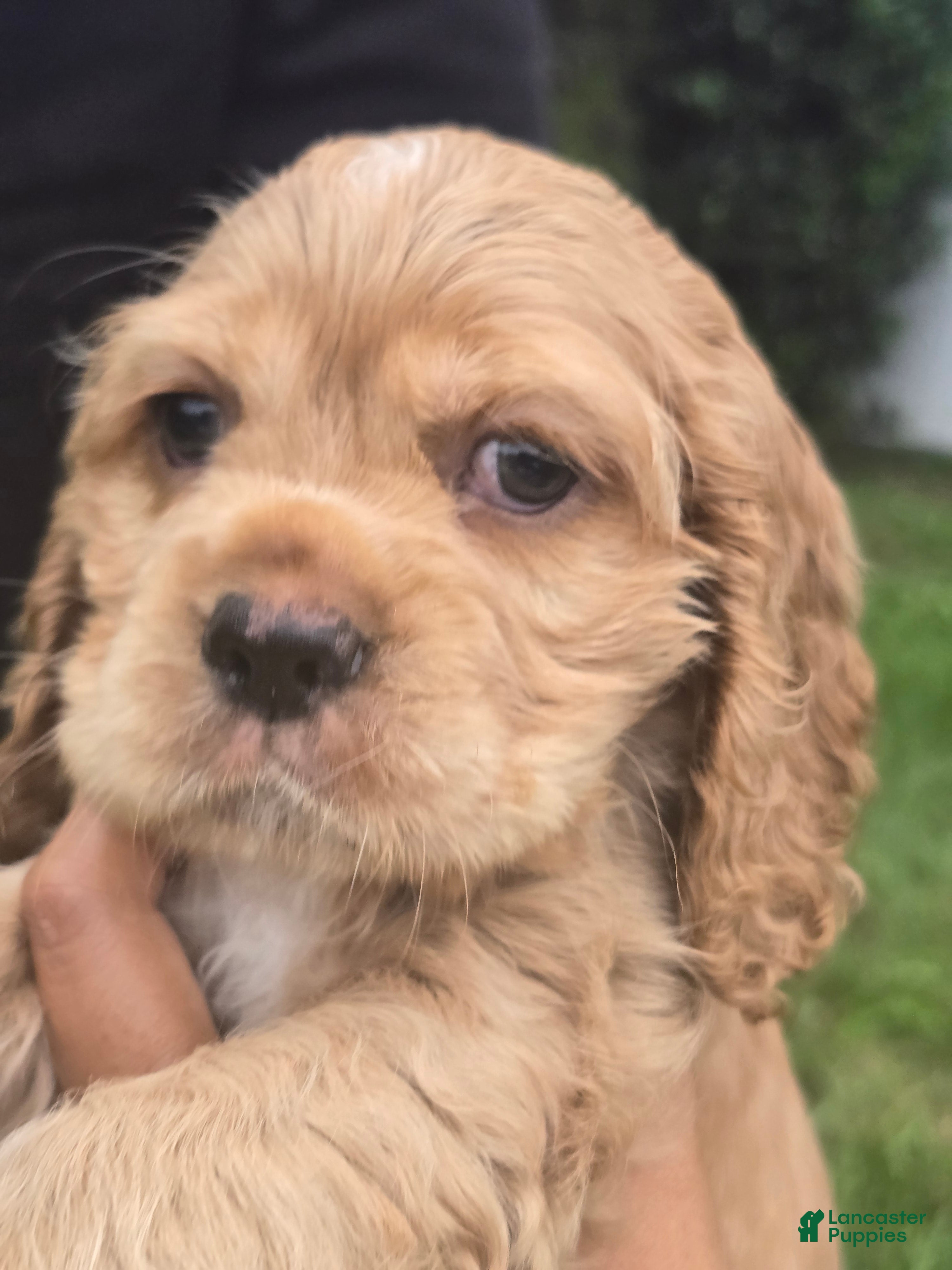 Purebred 12 Month Old Cocker Spaniel For Sale Cocker Spaniel