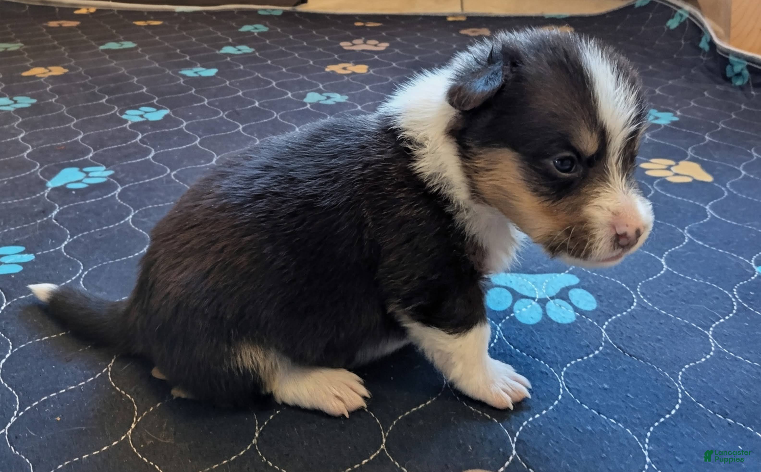 Welsh Corgi Pembroke dogs Aspen  - Ad 8