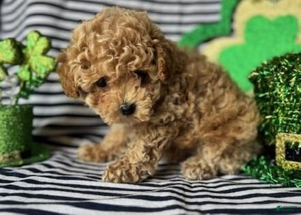 Toy Poodle dogs Cash - Ad 29