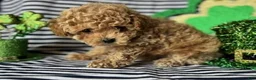 Toy Poodle dogs for sale: Cash - Ad 1