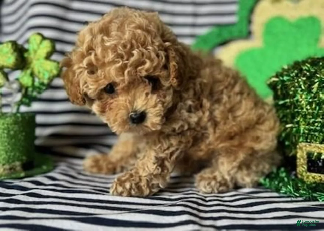 Toy Poodle dogs for sale: Cash - Ad 1