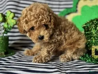 Toy Poodle dogs Cash - Ad 29