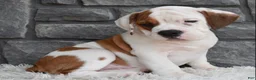 Beabull dogs for sale: Murphy  - Ad 4
