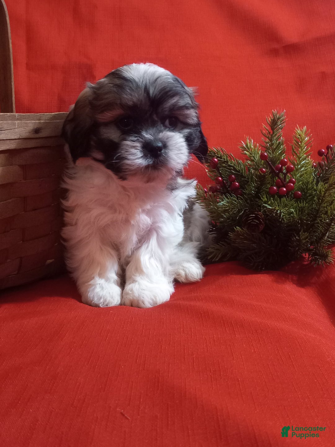 Teddy Bear dogs for sale: Bella - Ad 5