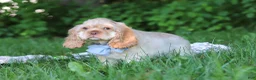 Cocker Spaniel dogs for sale: Clark - Ad 4