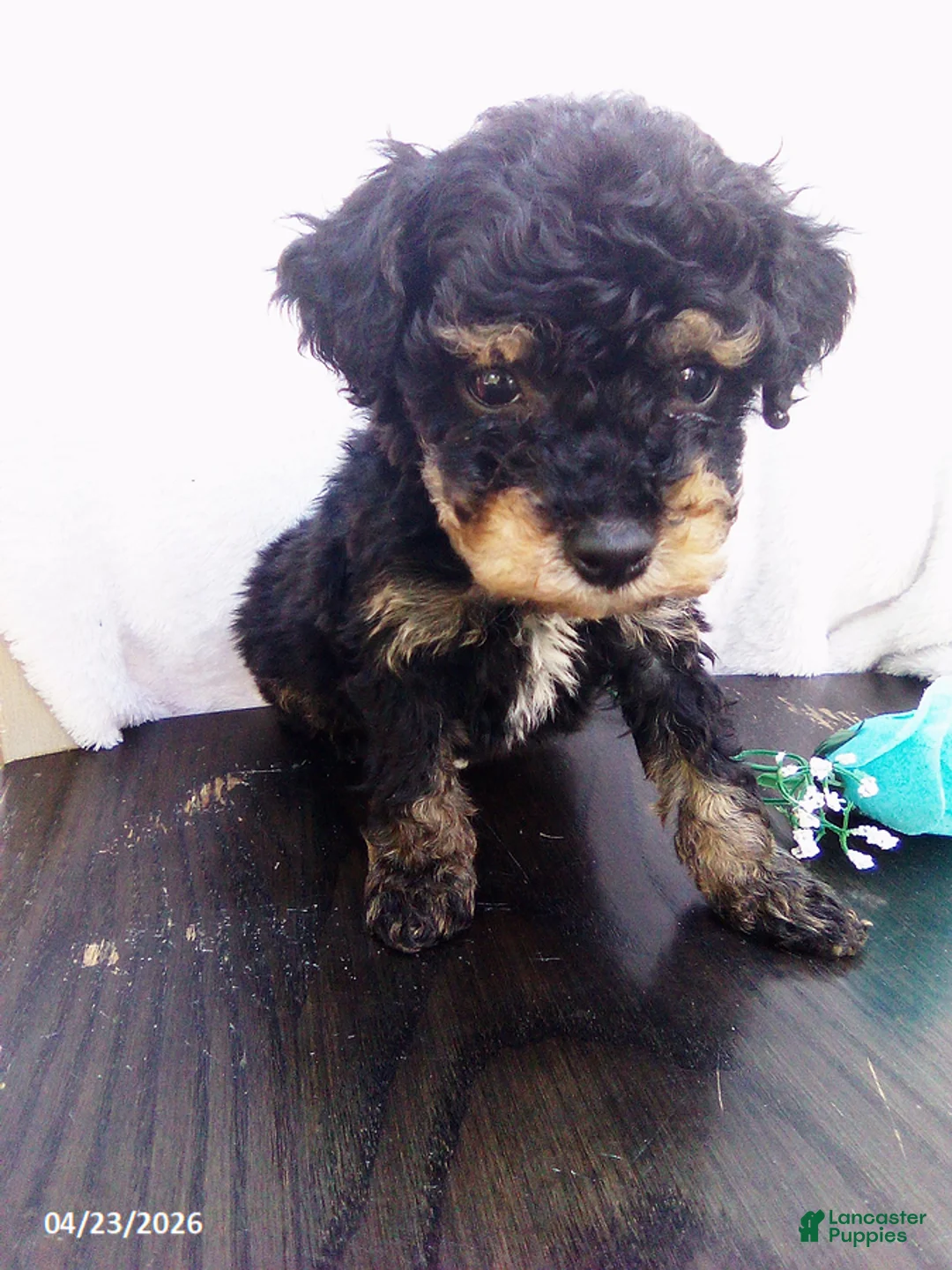 Toy Poodle dogs for sale: Eddie - Ad 2