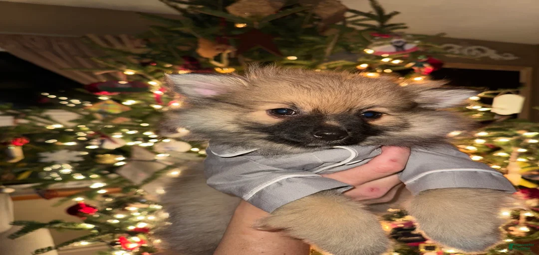 Gallery Image {{count}}